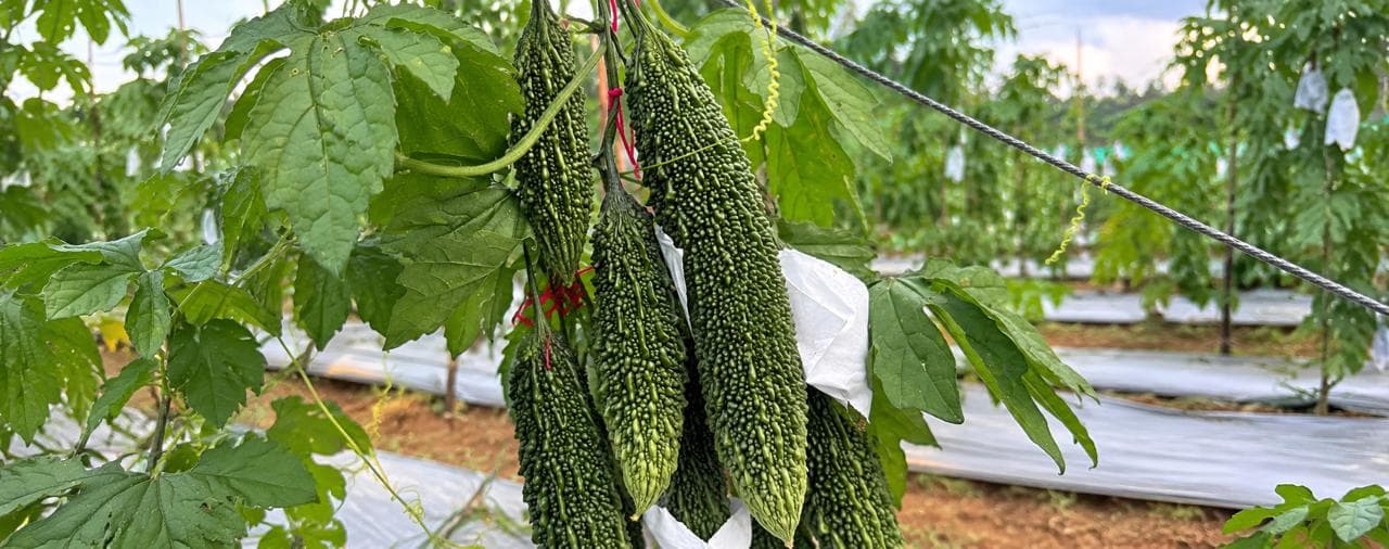 Bitter gourd vines trained on trellises with clusters of ridged green fruit hanging at the production site
