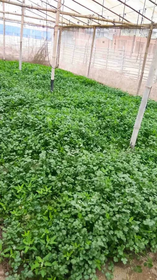 Fresh green coriander leaves growing densely in a bed