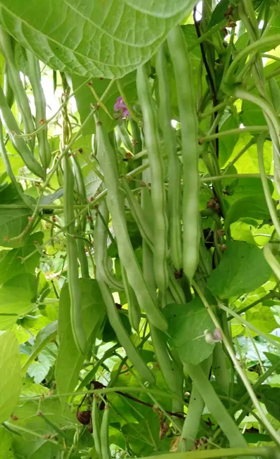 Bundle of fresh green French beans