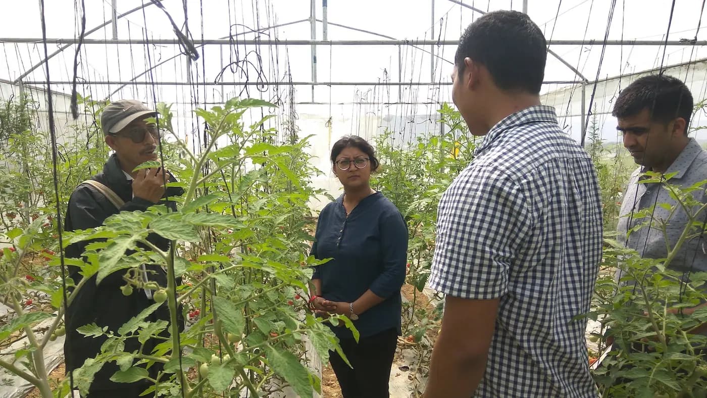 SS Seeds team members discussing crop progress inside a trellised tomato polyhouse
