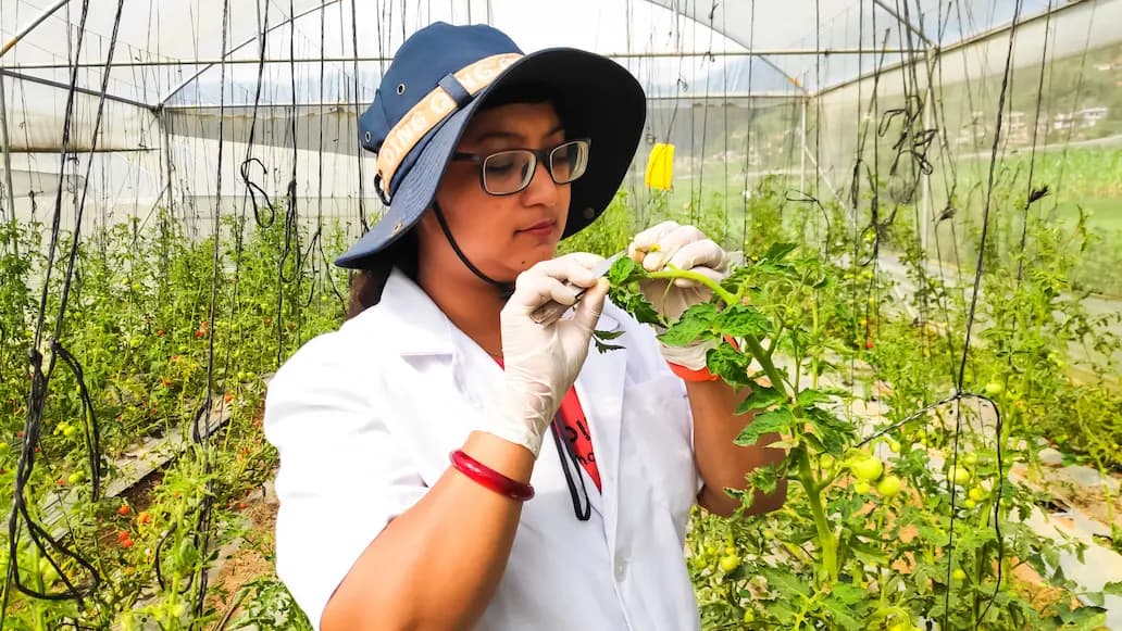 Researcher in a lab coat examining a tomato flower for breeding line selection
