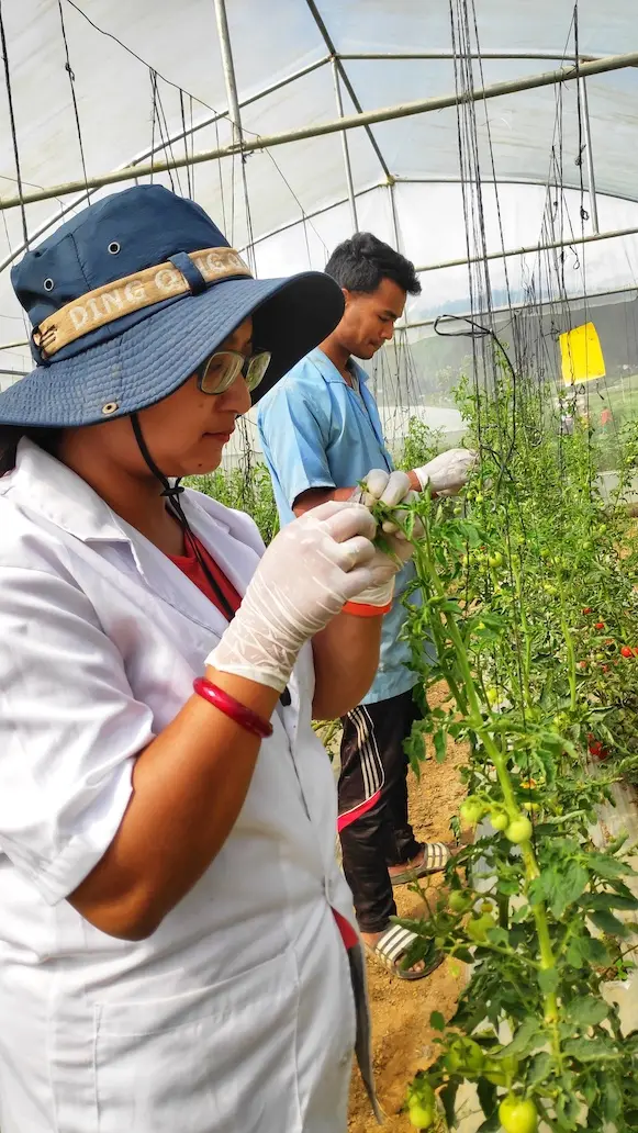 Researcher inspecting tomato plants for quality assurance inside a polyhouse