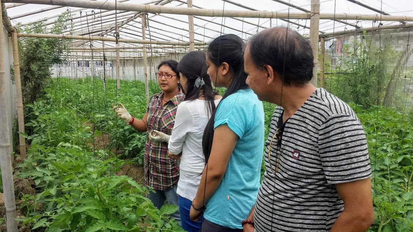 Plant breeder demonstrating hand-pollination technique to trainees inside a tomato greenhouse