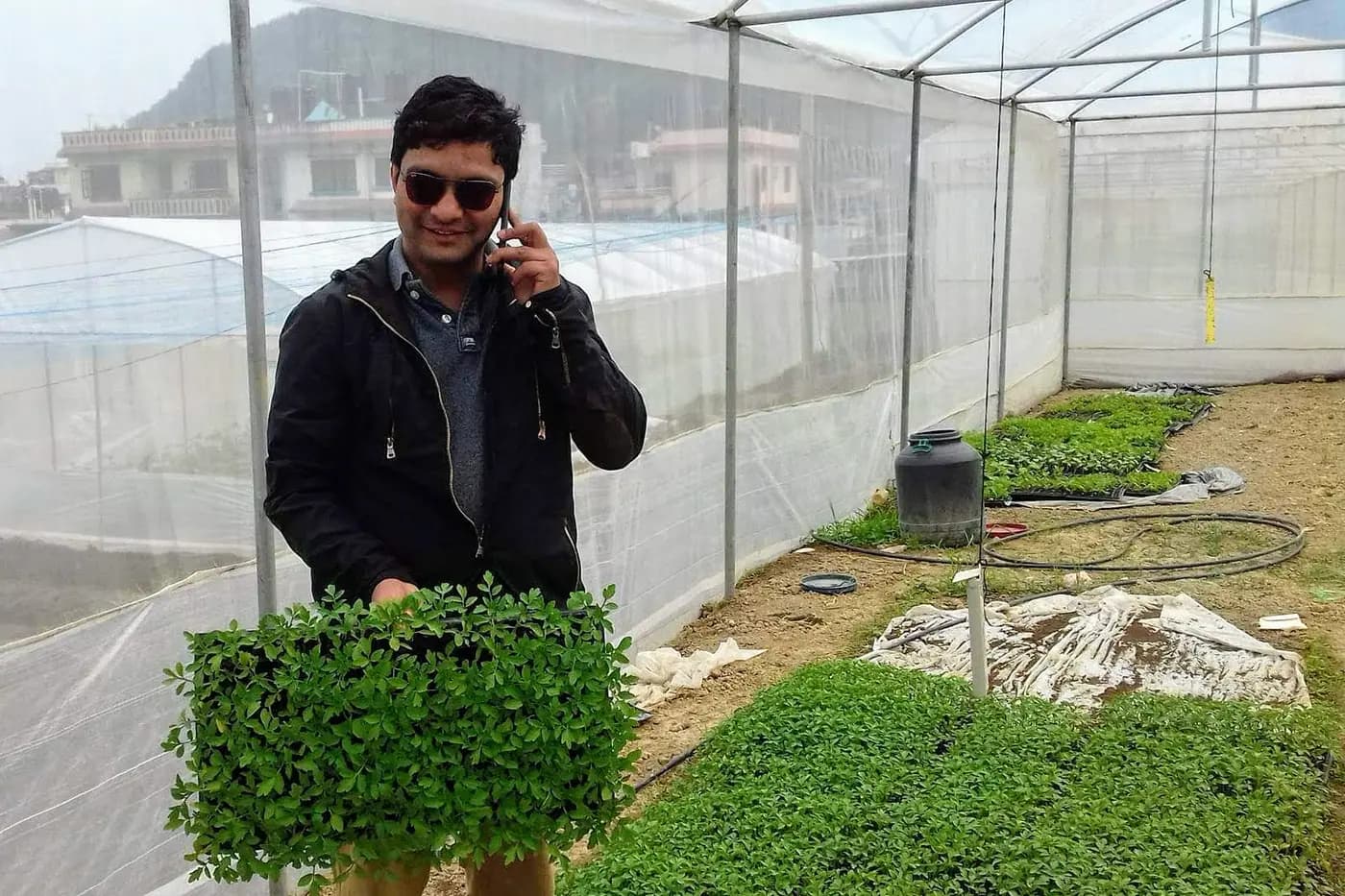 Staff member carrying a tray of vegetable nursery seedlings inside a shade house