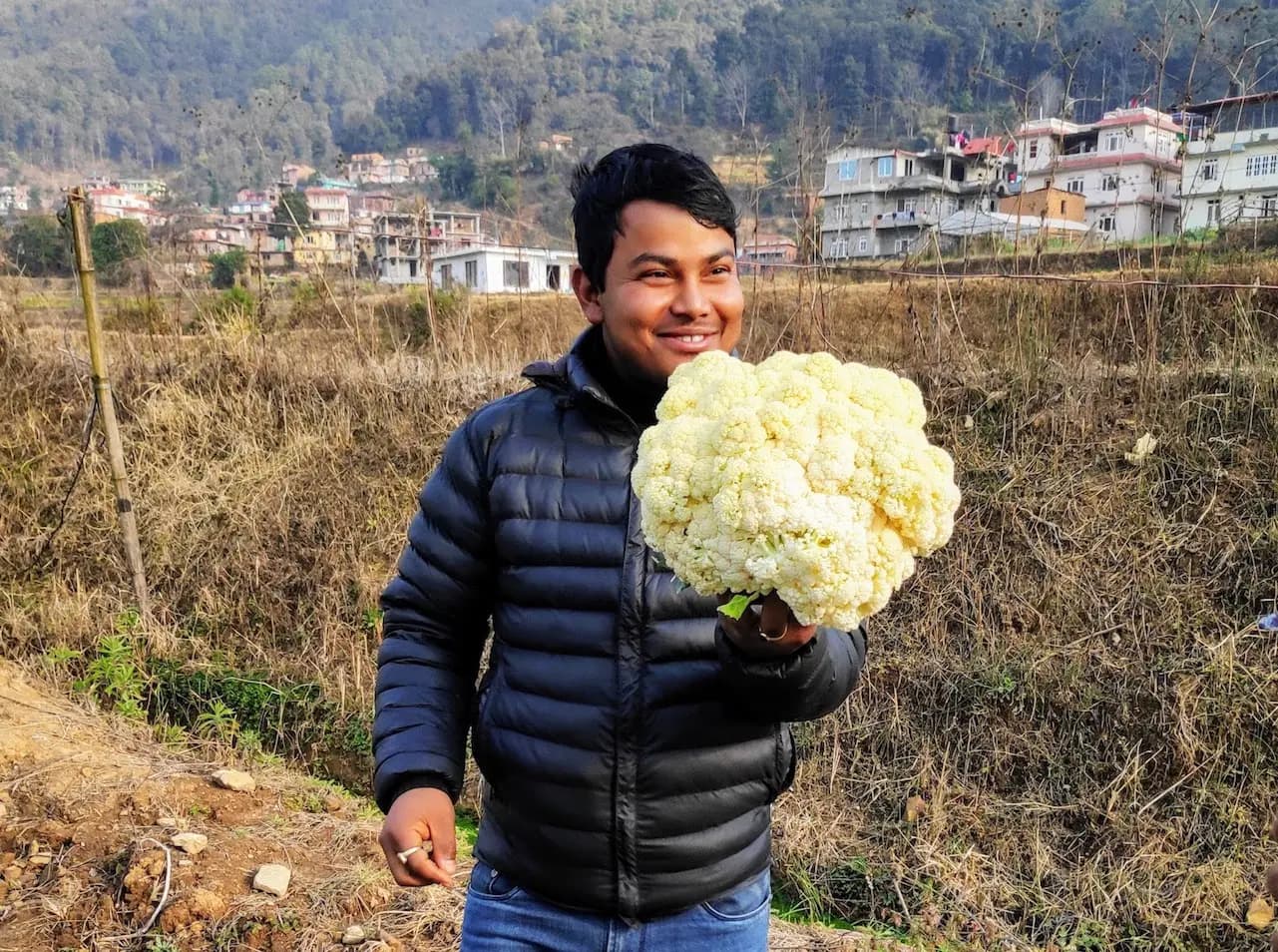 A young community farmer holding a freshly harvested cauliflower head in a hillside field