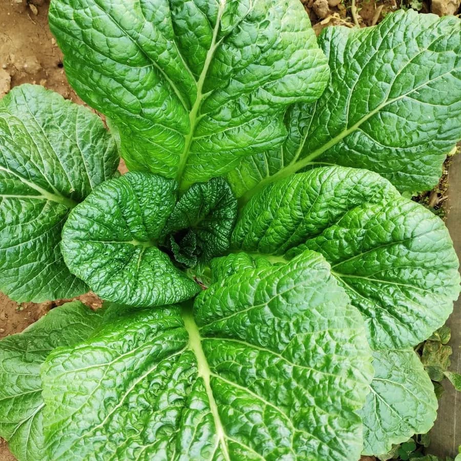 Rows of dark green mustard greens (Khumal Rayo) growing in a field