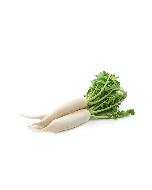 Freshly harvested white radishes with green tops