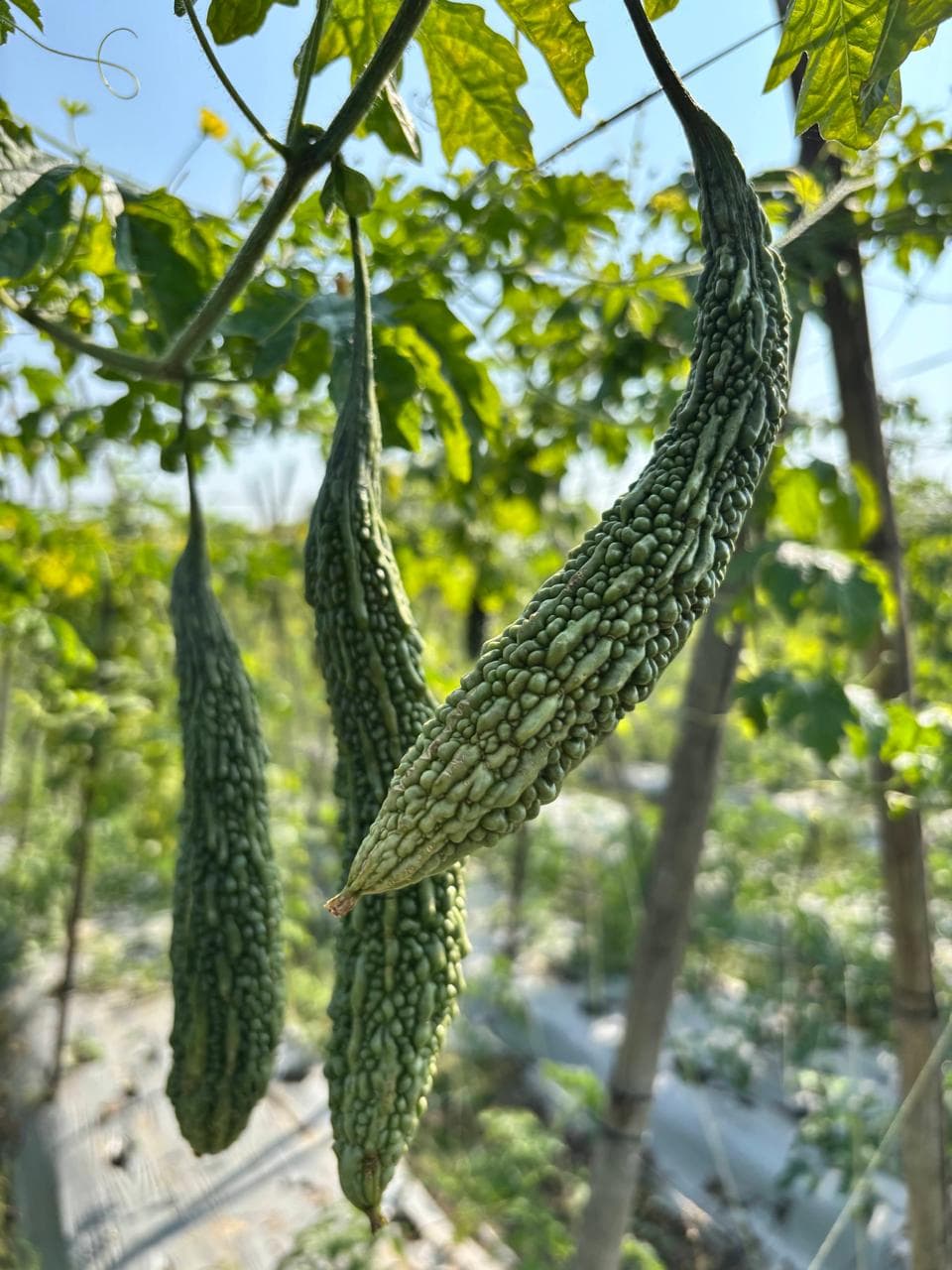 Fresh green bitter gourds hanging on a trellised vine