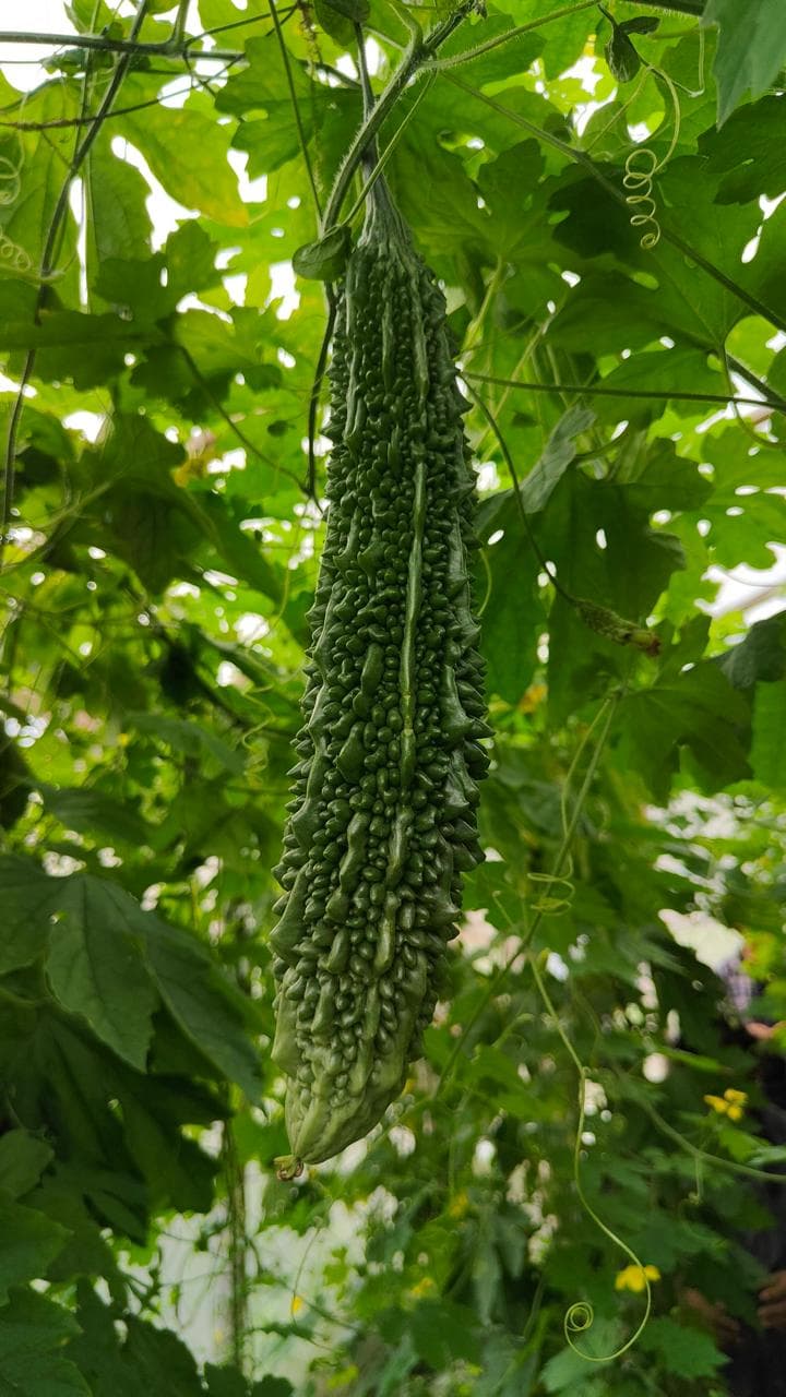 Fresh green bitter gourds hanging on a trellised vine