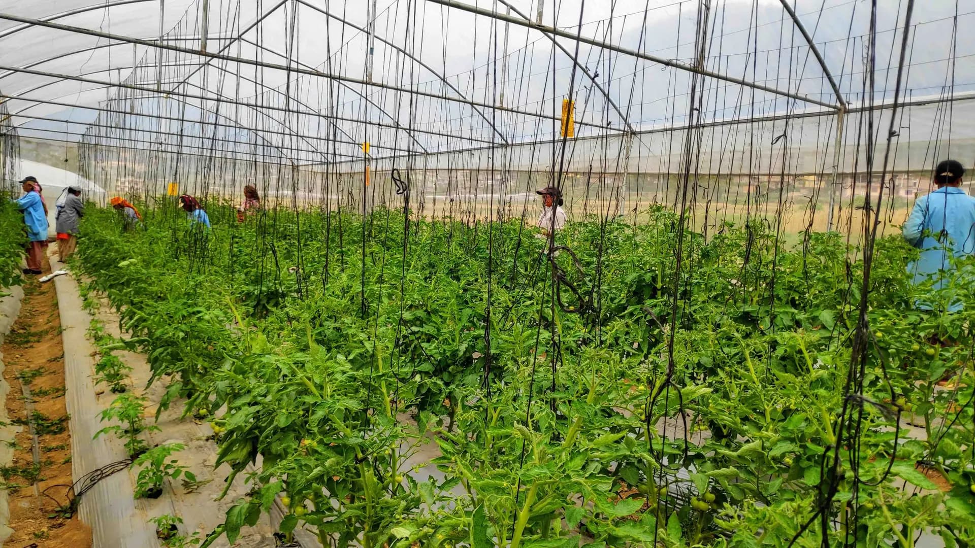 Farm workers tending trellised tomato plants inside a production polyhouse