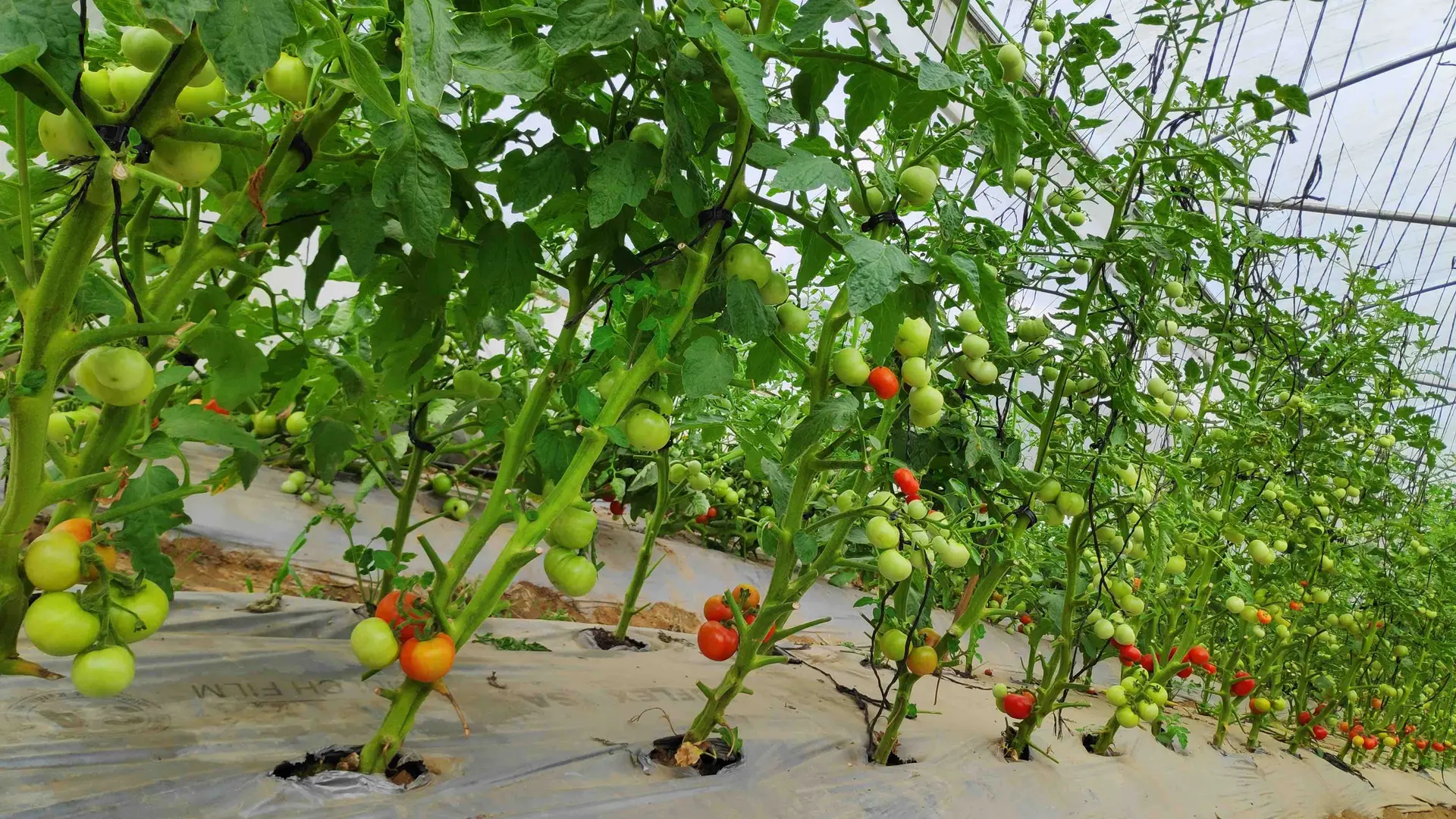 Close-up of Srijana Hybrid F1 tomato clusters ripening on the vine