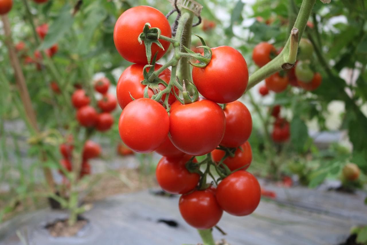 Bunches of Srijana Hybrid F1 tomatoes ripening from green to red on trellised vines