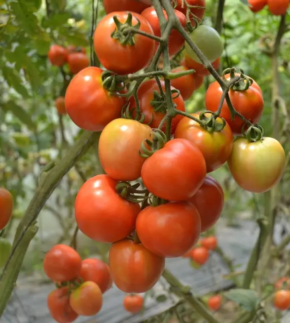 Bunches of Srijana Hybrid F1 tomatoes ripening from green to red on trellised vines