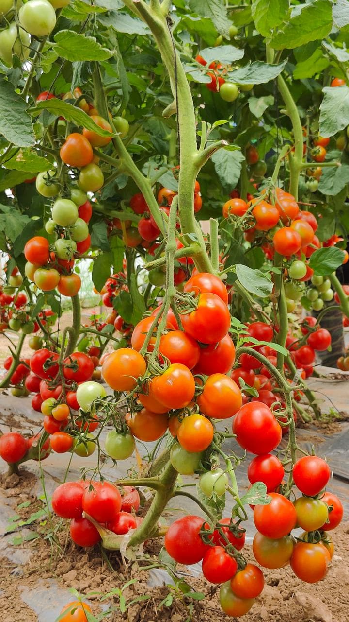 Bunches of Srijana Hybrid F1 tomatoes ripening from green to red on trellised vines